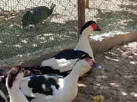 Magpie — foto 3