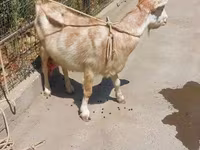 بز ماده, بز — عکس 4