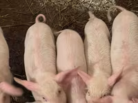 Porci (lot, sex nespecificat), Крупная белая — foto 4