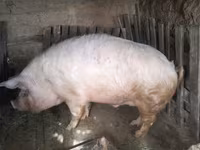 Eber, Schweine — Foto 2