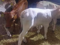 Byk, Simmental cattle — zdjęcie 3