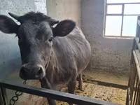 گاو ماده, Swiss cattle — عکس 7