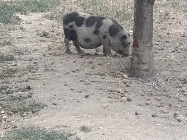 Sow,  — Hungary