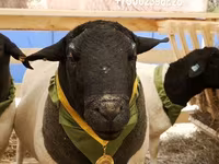 Baran, Dorper sheep — zdjęcie 5