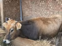 गाय, Swiss cattle — फ़ोटो 1