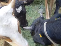 Byk, Russian Black pied cattle — zdjęcie 4