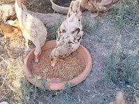 Chickens — foto 4
