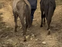 Cavallo, Black Sea breed — foto 7