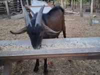 Jarac, Nubian Goat — fotografija 1