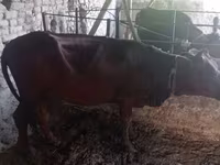 Vacă, Bovine — foto 2