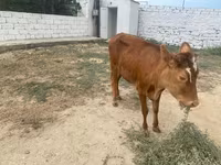 گاو ماده, گاو — عکس 2