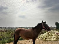 Cavalli (lotto, sesso non specificato), Kyrgyz Horse — foto 1