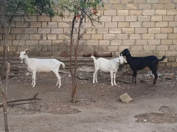عنزة, الماعز