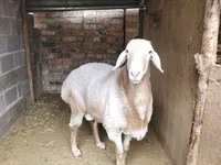 قوچ, Arashan sheep — عکس 4