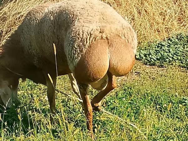قوچ, Arashan sheep