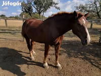 Stute, Hungarian horse breed — Foto 5