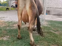 Lembu betina, Cattle — foto 8