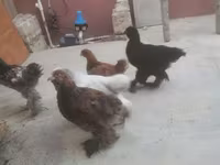 Chickens — fotografija 3
