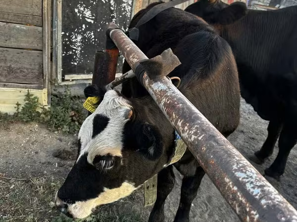 암소, Latvian Blue cattle