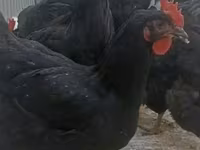 Chickens — عکس 4