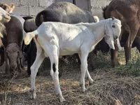 Buk, Beetal goats — foto 1