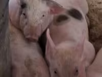Babi betina, Pigs — foto 1