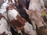 গবাদি পশু (দল, লিঙ্গ উল্লেখ নেই), Simmental cattle — ছবি 3