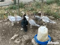 Ducks — عکس 4