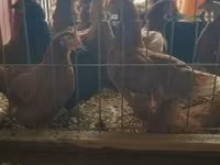 Chickens — foto 2