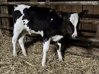 황소, Russian Black pied cattle — 사진 4