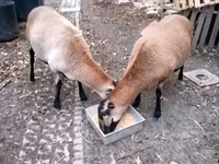 Biri-biri betina, Cameroon sheep — foto 2
