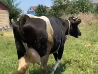 Vaca, Russian Black pied cattle — foto 8