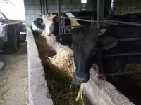 Banteng, Simmental cattle — foto 5