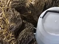 Quails — عکس 2