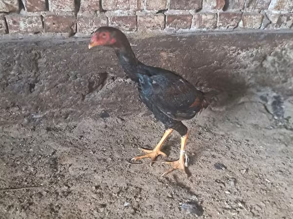 Chickens