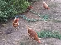 Chickens — รูปภาพ 2