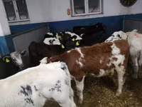 Toro, Vaca Limousin — foto 4