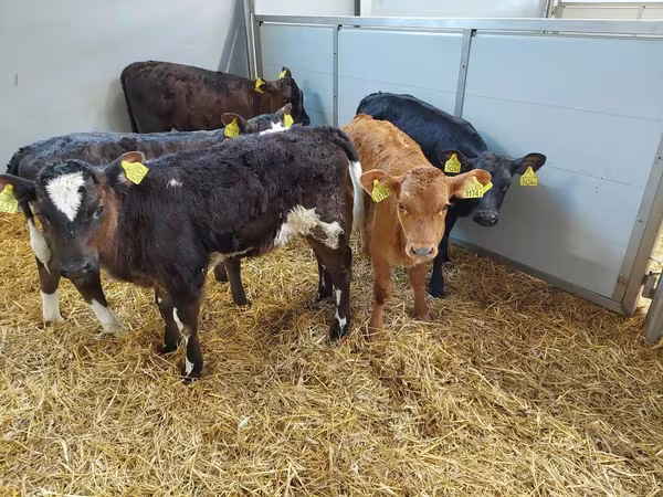 Lembu betina, Simmental cattle