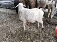 میش, Hissar sheep — عکس 6