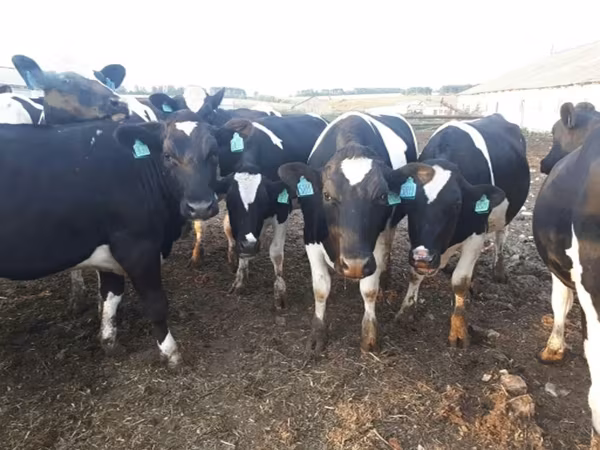 Russian Black pied cattle