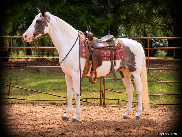 اسب نر, National Show Horse