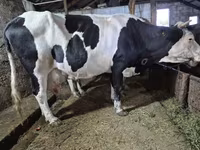 گاو ماده, Russian Black pied cattle — عکس 4