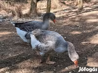 Geese — عکس 1