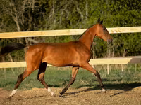 Horse (M), Akhal-Teke — photo 2