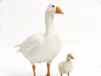 Geese — عکس 2