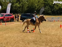 Aygır, Haflinger — foto 1