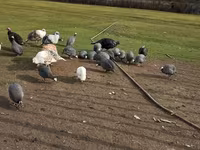 Turkeys — 사진 3
