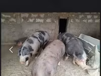 Damızlık domuz, Domuzlar — foto 1