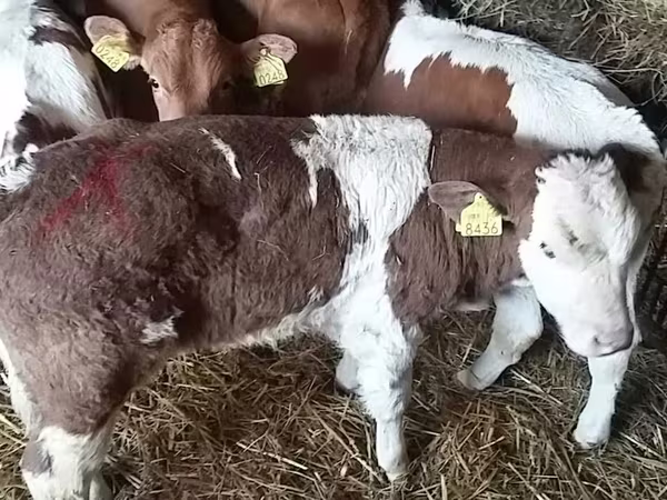 วัวตัวผู้, Simmental cattle