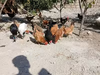 Chickens — zdjęcie 1